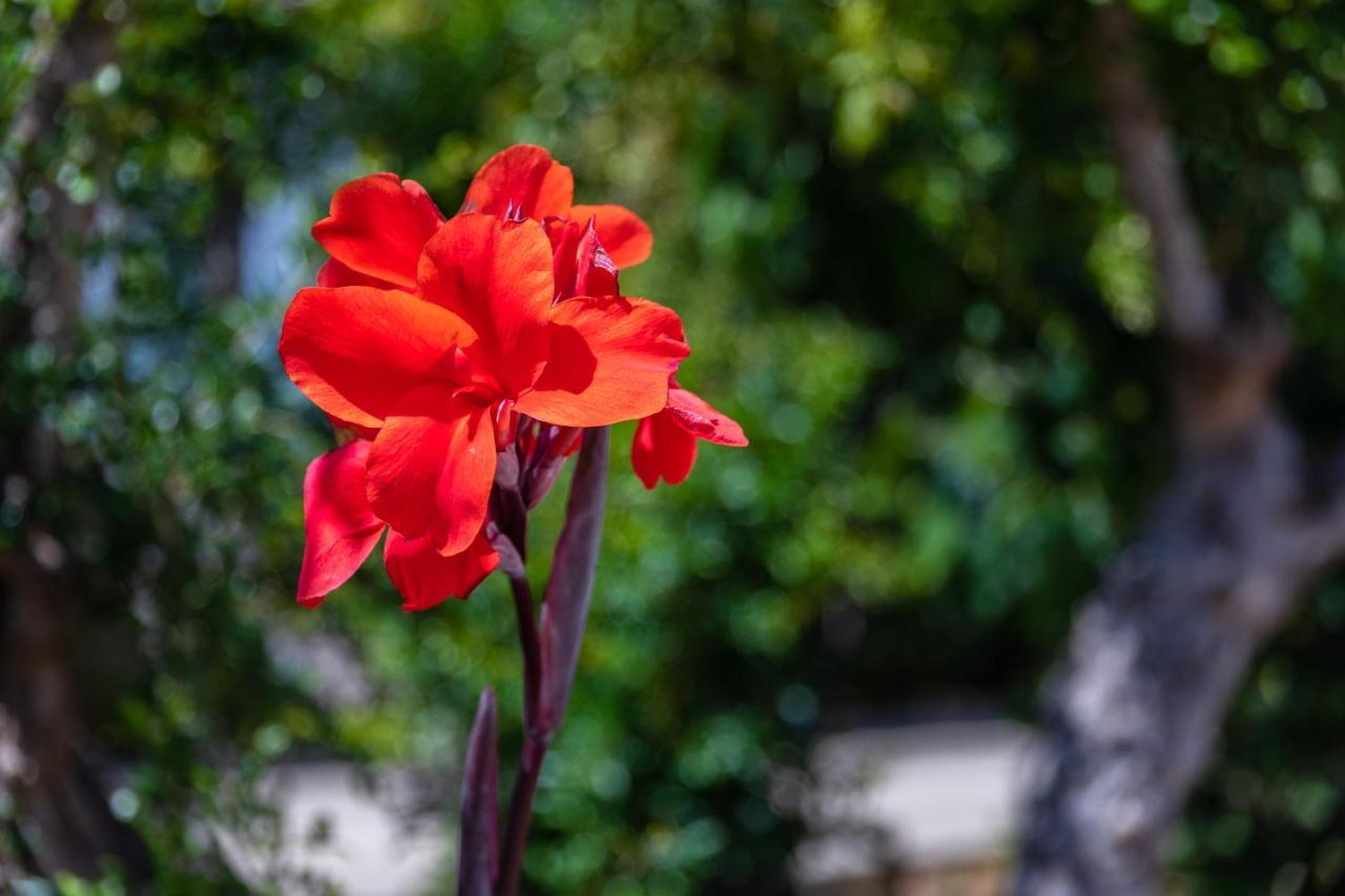 Flor Da Laranja, By Algarveblossom * Albufeira
